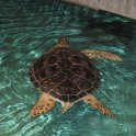 Sea Turtle